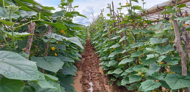 Abastecimiento de productos locales en lugares alejados