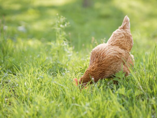 poule-hors-cage