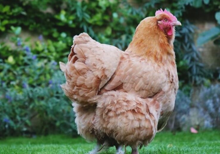 poules-elevees-hors-cage